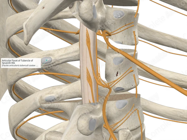 Articular Facet of Tubercle of Seventh Rib