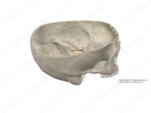 Motor Root of Trigeminal Nerve 