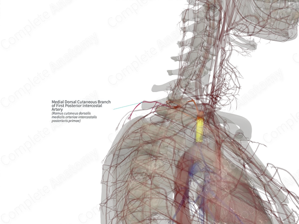 Medial Dorsal Cutaneous Branch of First Posterior Intercostal Artery (Left)