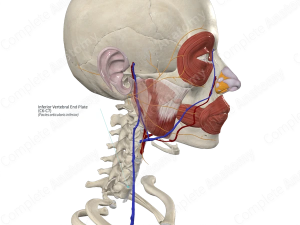 Inferior Vertebral End Plate (C6-C7)