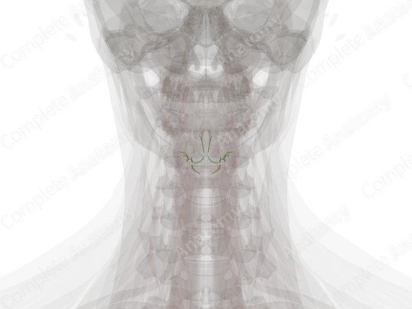 Lingual Lymph Vessels
