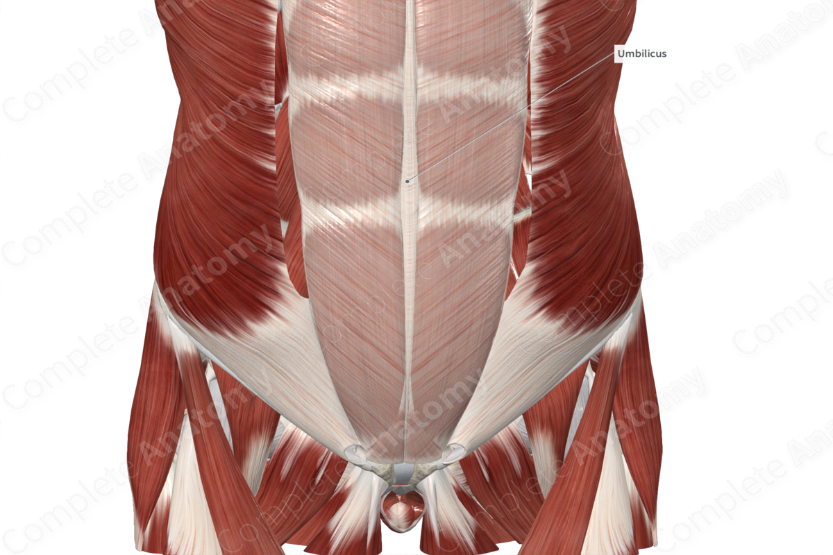 Linea Alba  Complete Anatomy