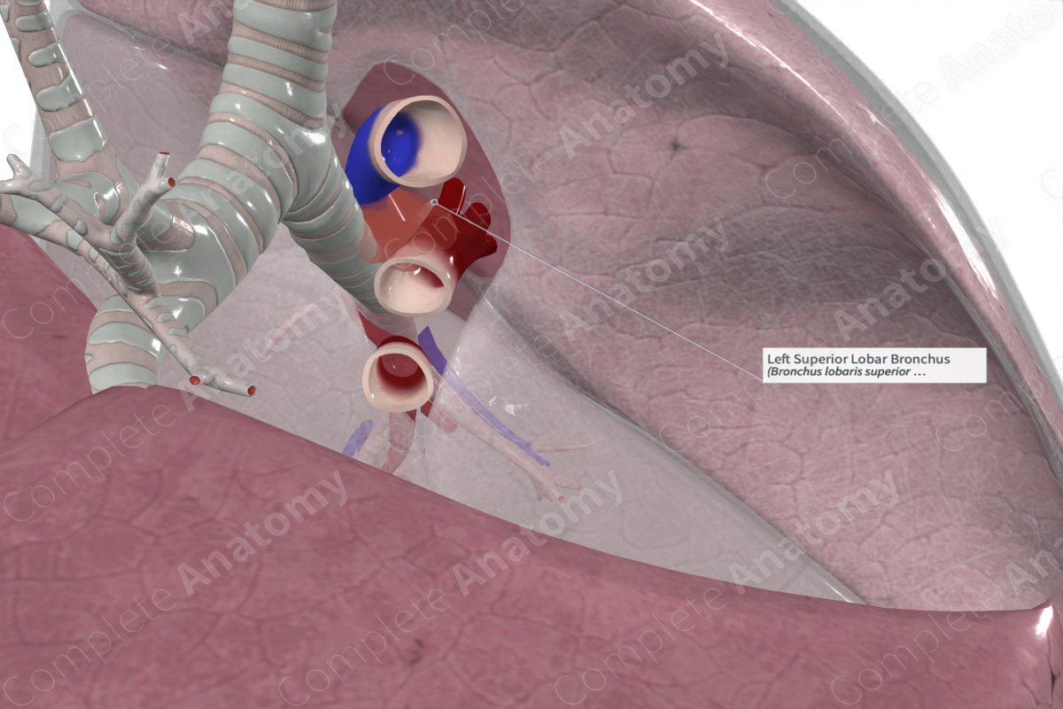 Left Superior Lobar Bronchus