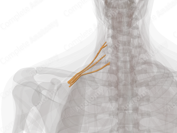 Supraclavicular Part of Brachial Plexus (Left)
