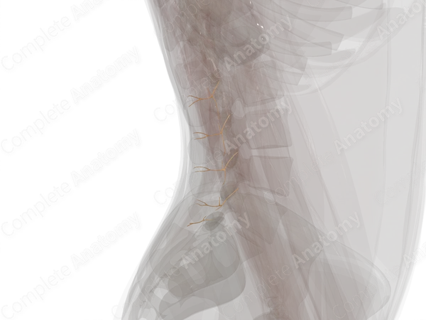 Medial Branches of Posterior Rami of Lumbar Nerves (Left)