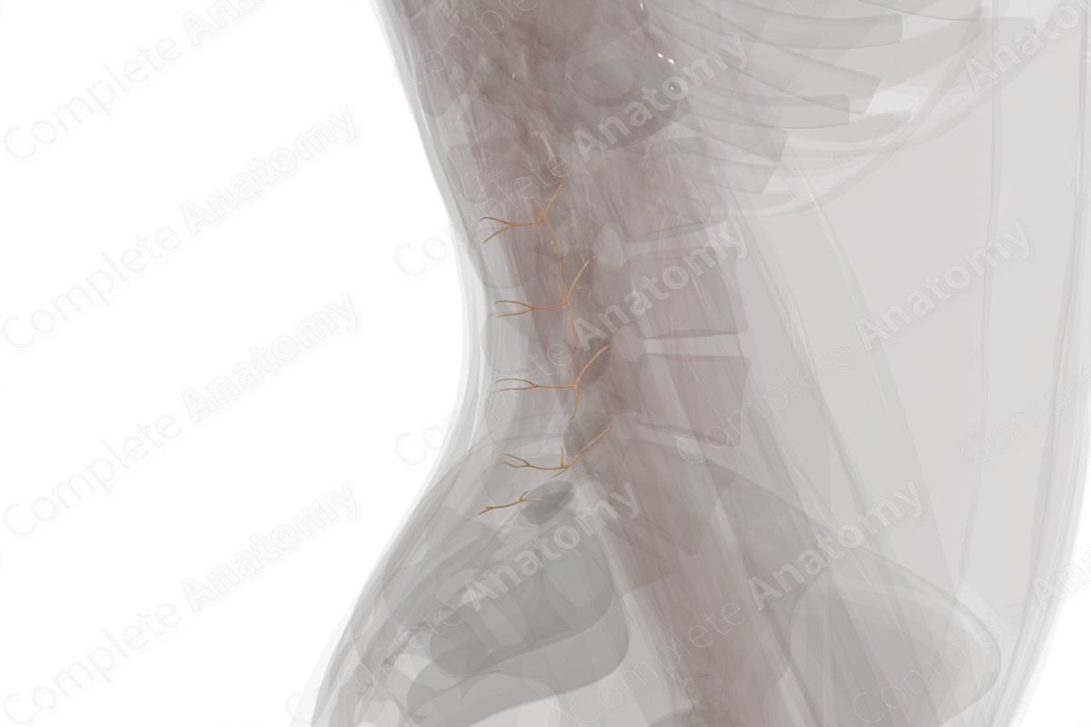 Medial Branches of Posterior Rami of Lumbar Nerves (Left)