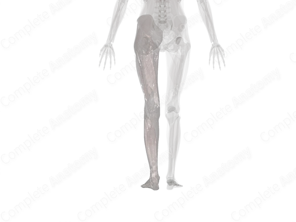 Fasciae of Lower Limb (Left)