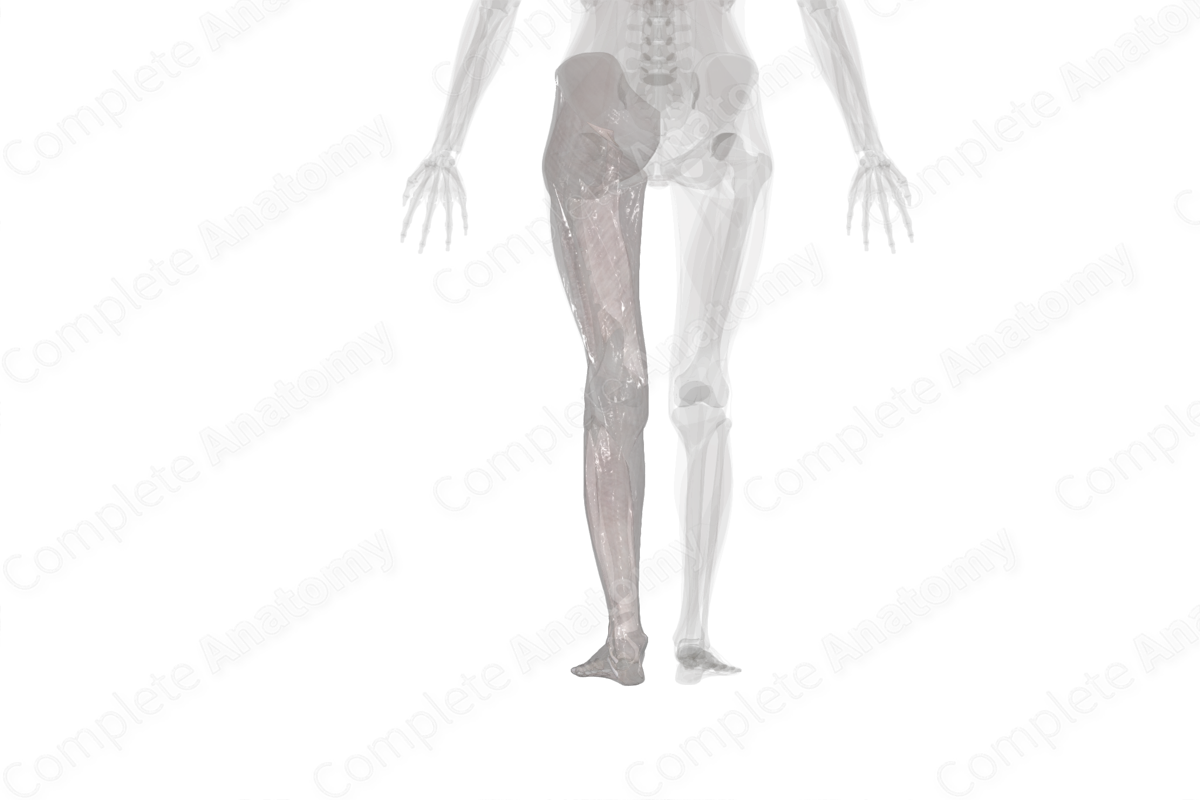 Fasciae of Lower Limb (Left)