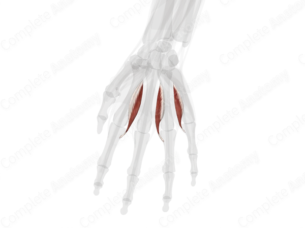 Palmar Interossei Muscles (Left)