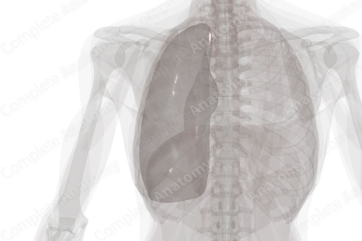 Parietal Pleura (Left Lung)