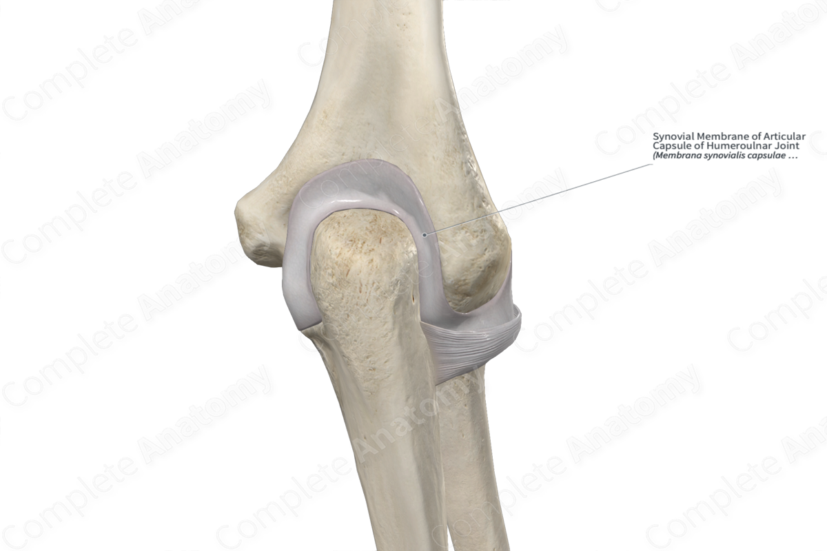 Synovial Membrane of Articular Capsule of Humeroulnar Joint 