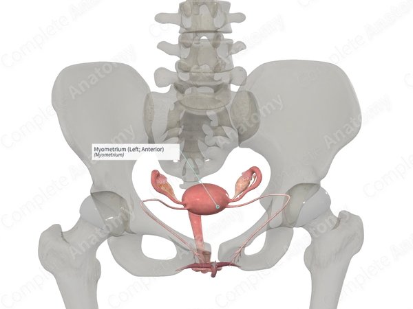 Myometrium (Left; Anterior)