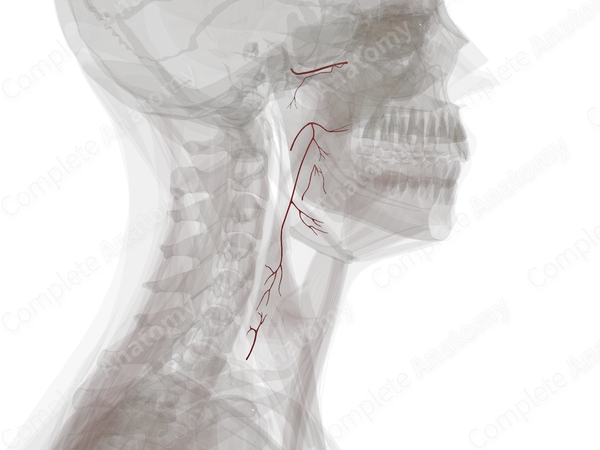 Arteries of Pharynx (Left)