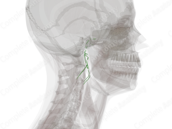 Parotid Lymph Vessels