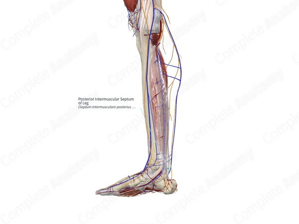 Posterior Intermuscular Septum of Leg