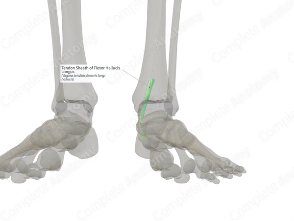Tendon Sheath of Flexor Hallucis Longus (Right)