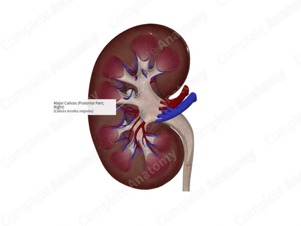 Major Calices (Posterior Part; Left)