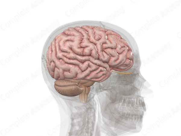 Brain
