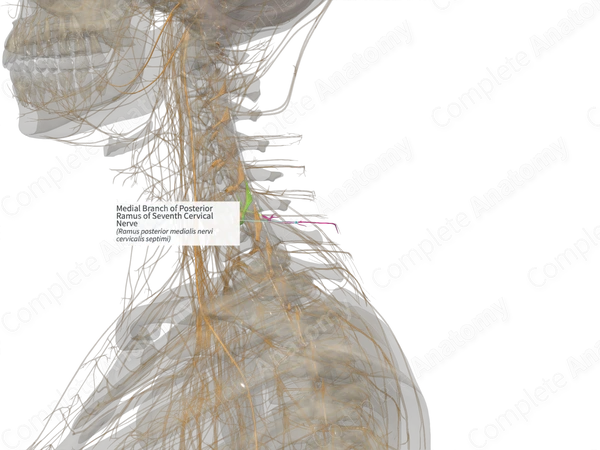 Medial Branch of Posterior Ramus of Seventh Cervical Nerve (Left)