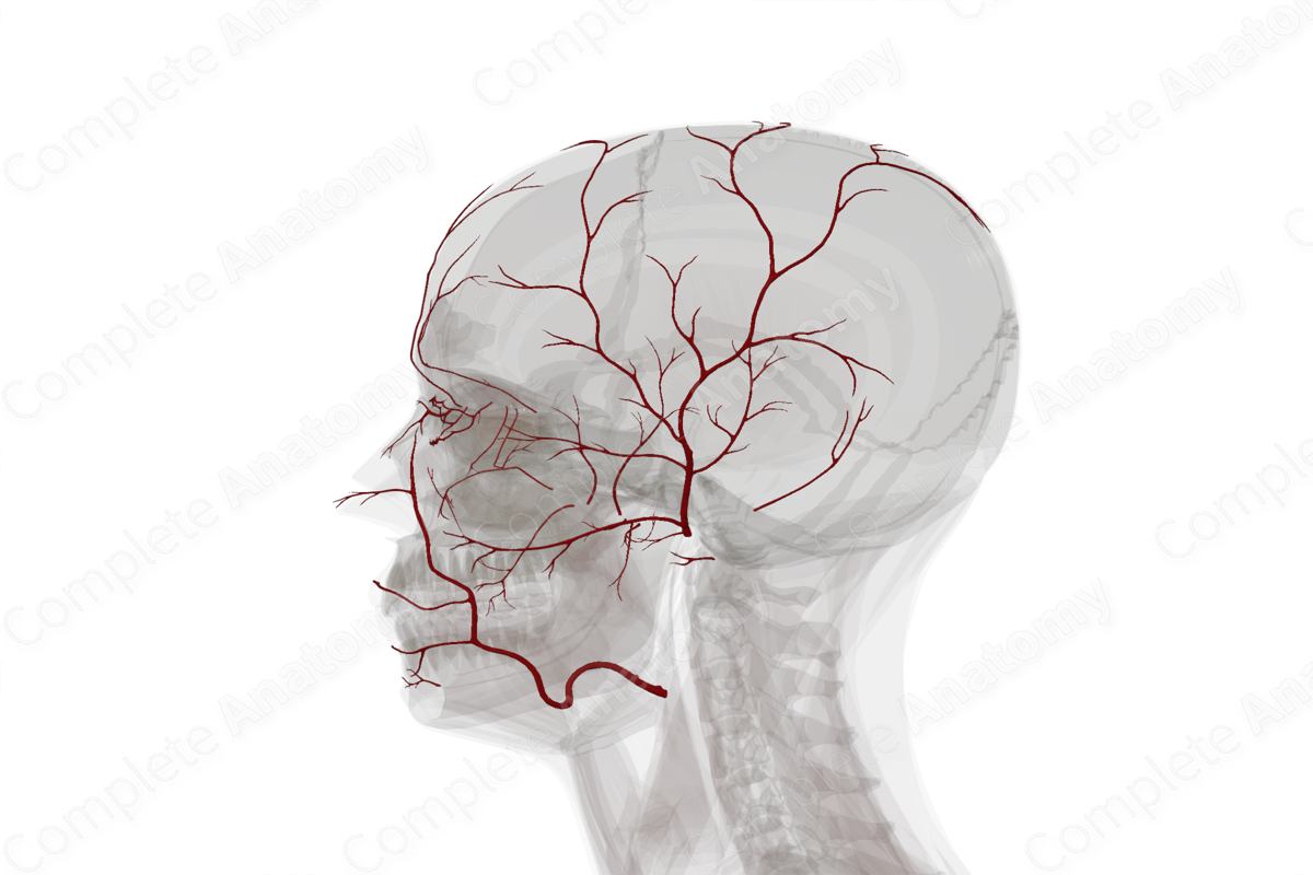 Arteries of Face & Scalp (Left)
