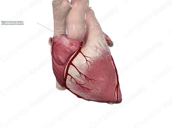 Right Coronary Artery