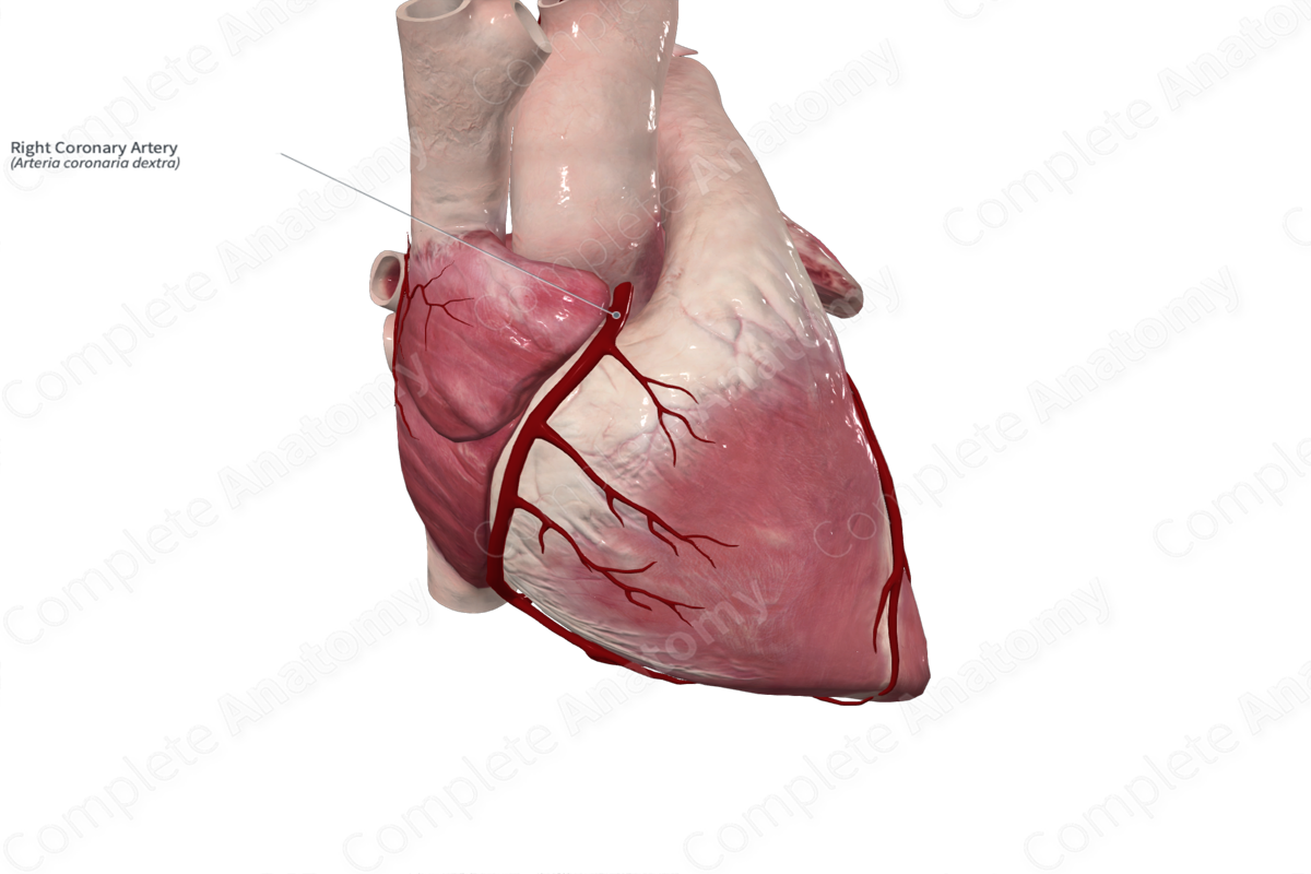 Right Coronary Artery