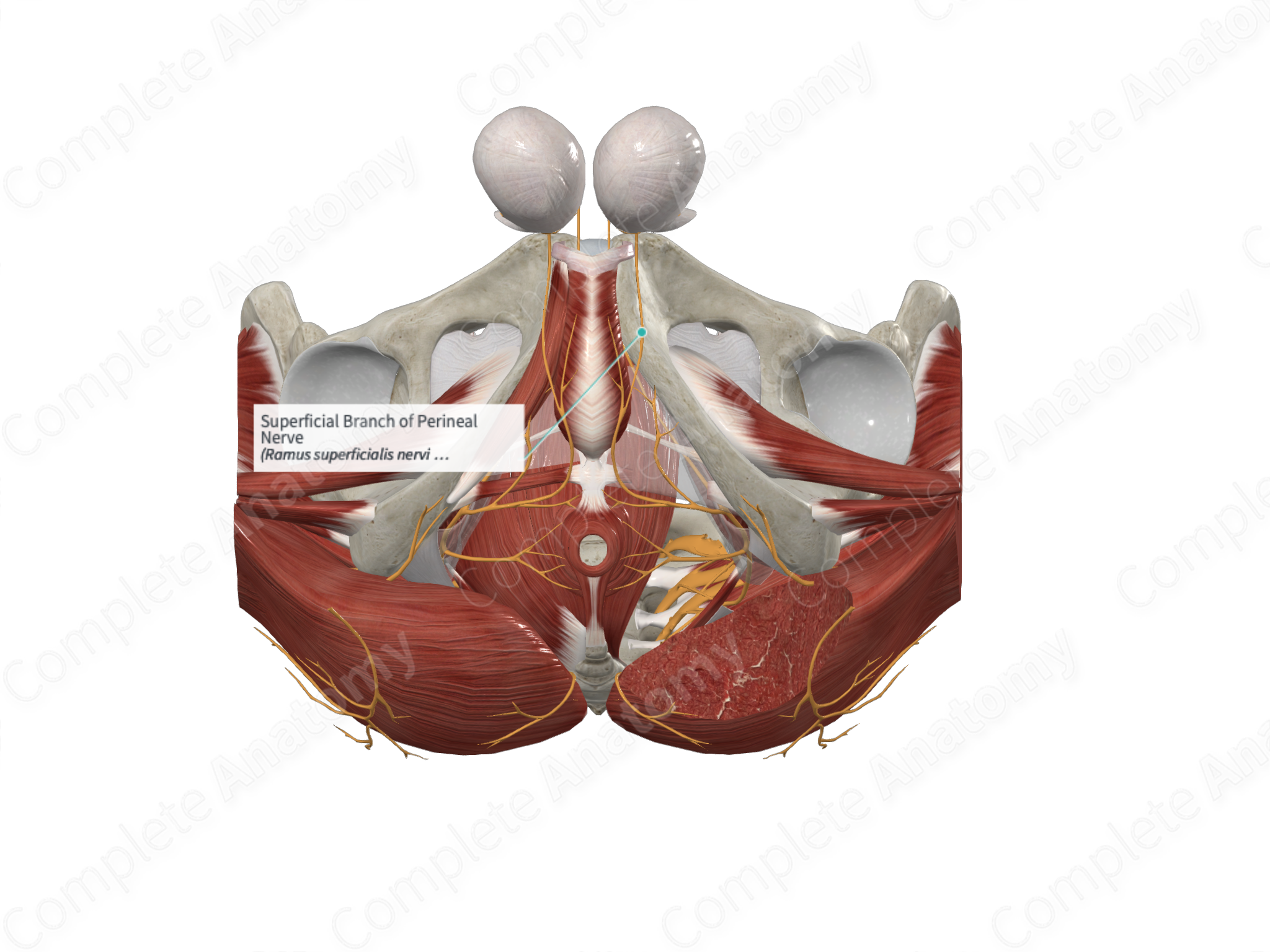 https://cdn.3d4medical.com/complete_anatomy-userdata/video-sticky/42/d52c266e25.png