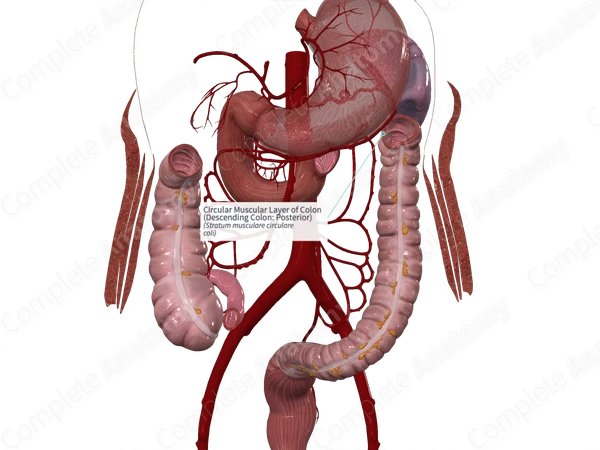 Circular Muscular Layer of Colon (Descending Colon: Posterior)