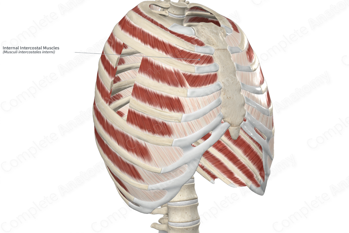 Internal Intercostal Muscles 