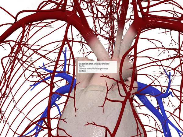 Superior Bronchial Branch of Aorta