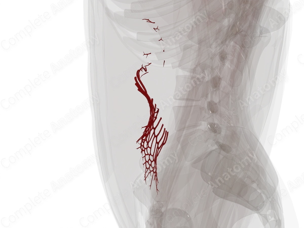 Arteries of Small Intestine