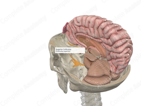Superior Colliculus