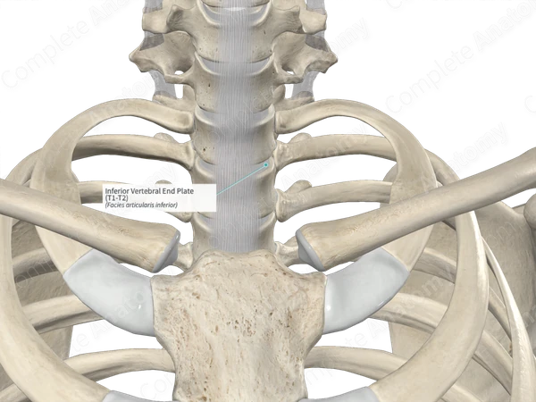 Inferior Vertebral End Plate (T1-T2)