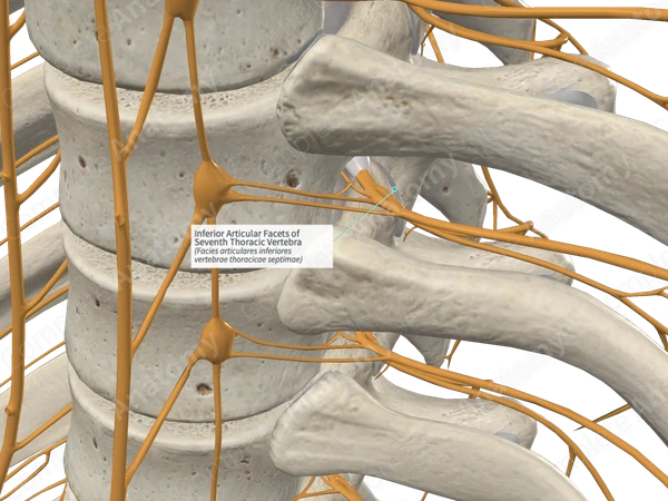 Inferior Articular Facets of Seventh Thoracic Vertebra