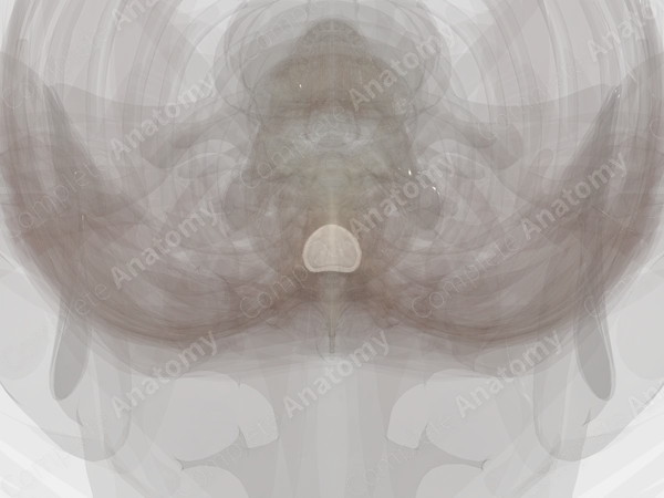 Intervertebral Symphysis (T6-T7)
