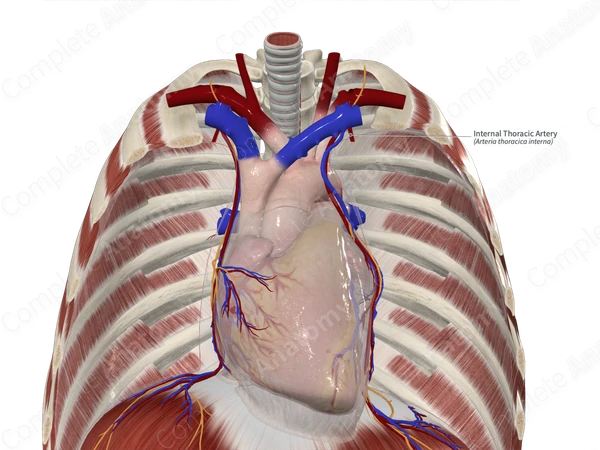 Internal Thoracic Artery