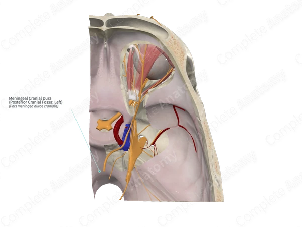 Meningeal Cranial Dura (Posterior Cranial Fossa; Right)