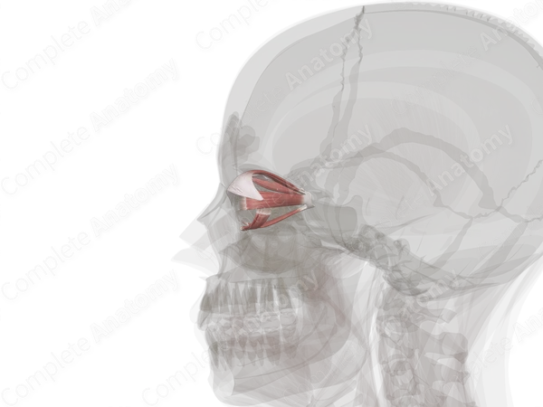 Extraocular Muscles (Left)