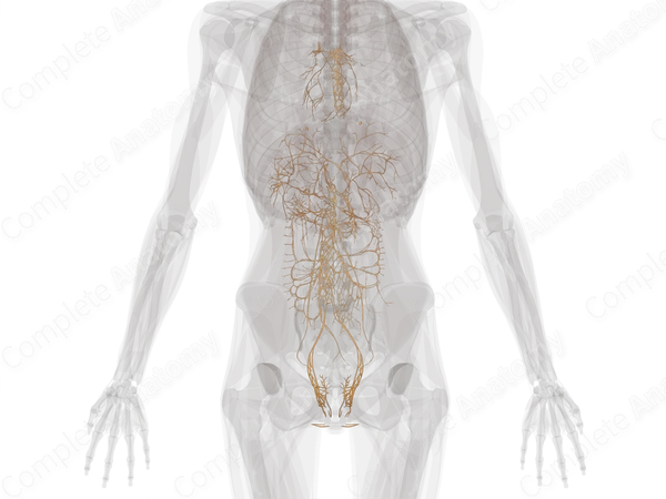 Autonomic Plexuses