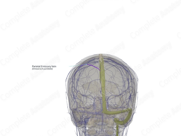 Parietal Emissary Vein (Right)