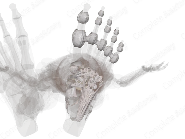 Joints of Foot (Left)