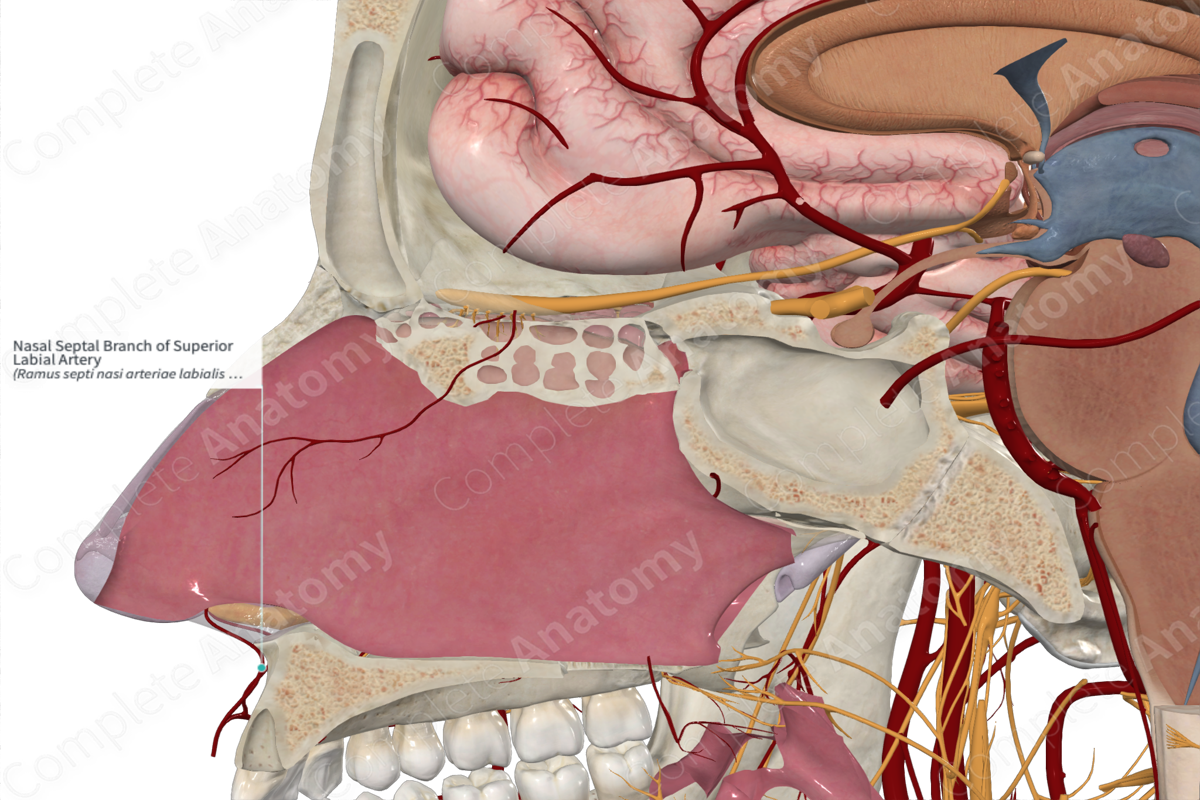 Nasal Septal Branch of Superior Labial Artery 