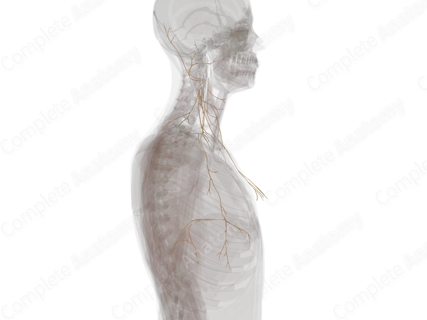 Cervical Plexus (Left)