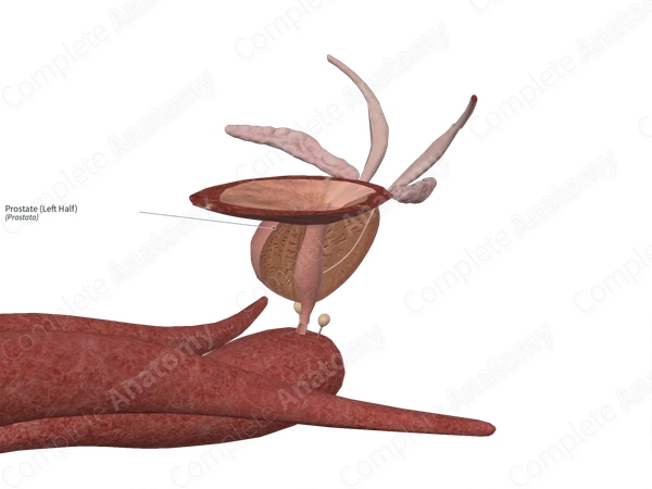 Prostate (Left Half)