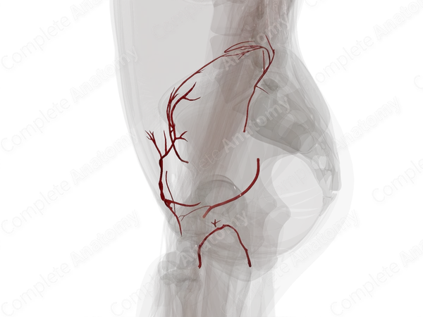 Arteries of Pelvic Girdle (Left)