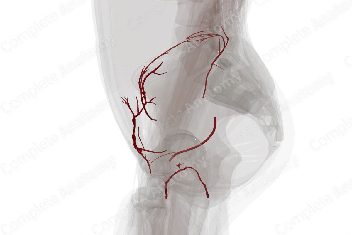 Arteries of Pelvic Girdle (Left)