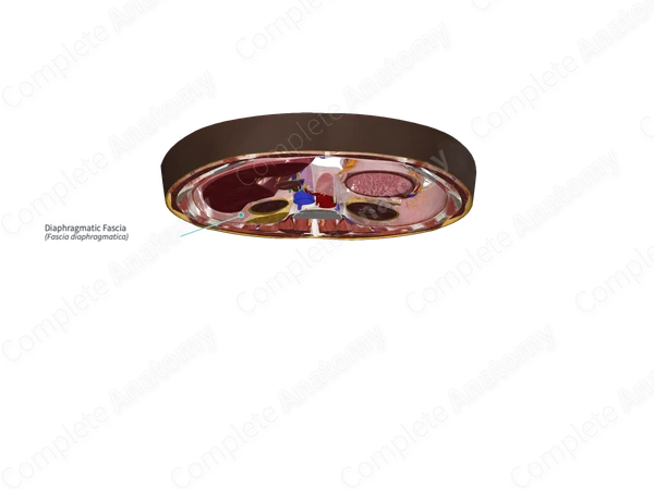 Diaphragmatic Fascia