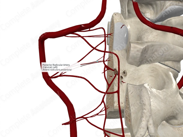 Posterior Radicular Artery (Cervical; Left)