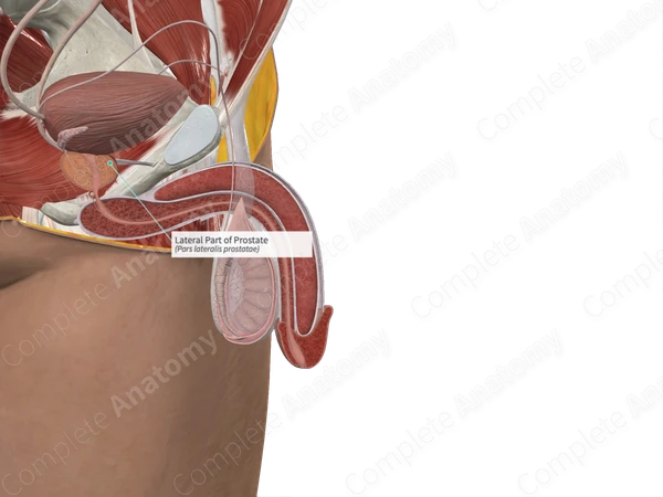 Lateral Part of Prostate (Left)