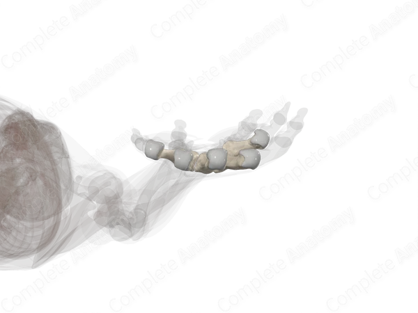 Metacarpal Bones (Left)